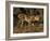 King Cheetah (Acinonyx Jubatus), De Wildt Game Park, South Africa-Tony Heald-Framed Photographic Print