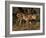 King Cheetah (Acinonyx Jubatus), De Wildt Game Park, South Africa-Tony Heald-Framed Photographic Print