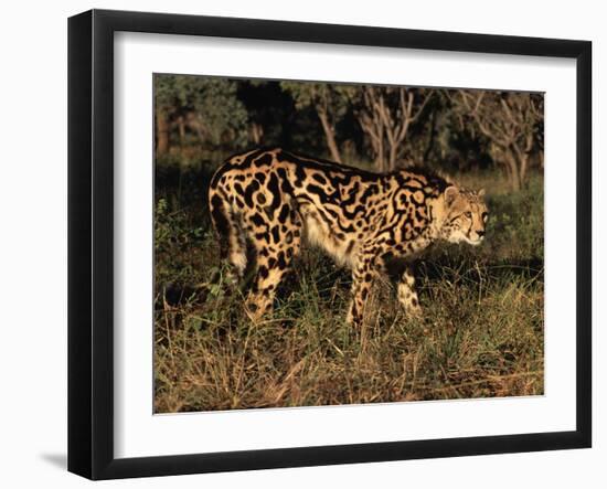 King Cheetah (Acinonyx Jubatus), De Wildt Game Park, South Africa-Tony Heald-Framed Photographic Print