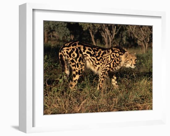 King Cheetah (Acinonyx Jubatus), De Wildt Game Park, South Africa-Tony Heald-Framed Photographic Print