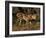 King Cheetah (Acinonyx Jubatus), De Wildt Game Park, South Africa-Tony Heald-Framed Photographic Print