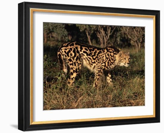 King Cheetah (Acinonyx Jubatus), De Wildt Game Park, South Africa-Tony Heald-Framed Photographic Print