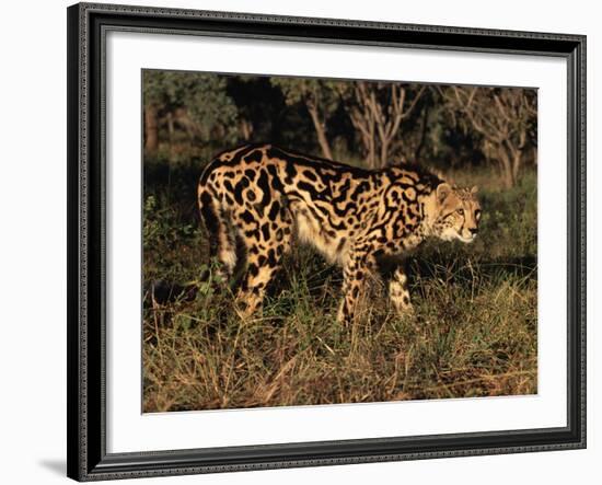 King Cheetah (Acinonyx Jubatus), De Wildt Game Park, South Africa-Tony Heald-Framed Photographic Print