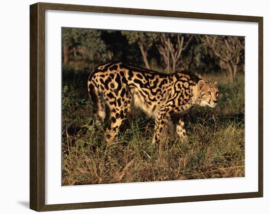 King Cheetah (Acinonyx Jubatus), De Wildt Game Park, South Africa-Tony Heald-Framed Photographic Print