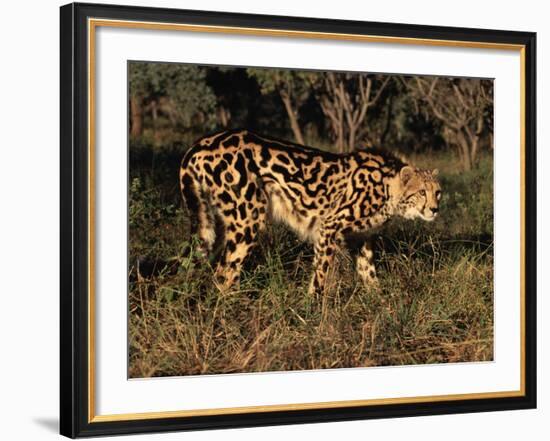 King Cheetah (Acinonyx Jubatus), De Wildt Game Park, South Africa-Tony Heald-Framed Photographic Print