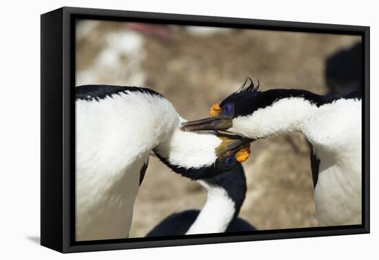 King Cormorant-Joe McDonald-Framed Premier Image Canvas