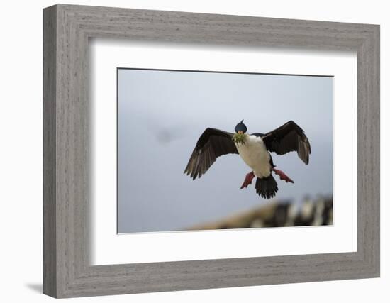 King Cormorant-Joe McDonald-Framed Photographic Print