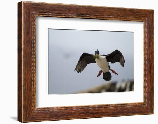 King Cormorant-Joe McDonald-Framed Photographic Print