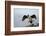 King Cormorant-Joe McDonald-Framed Photographic Print