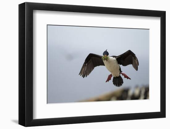 King Cormorant-Joe McDonald-Framed Photographic Print