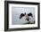 King Cormorant-Joe McDonald-Framed Photographic Print