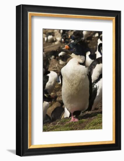 King Cormorant-Joe McDonald-Framed Photographic Print