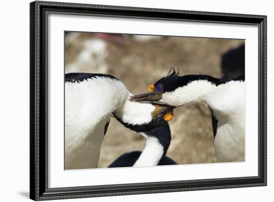 King Cormorant-Joe McDonald-Framed Photographic Print