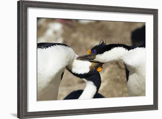 King Cormorant-Joe McDonald-Framed Photographic Print