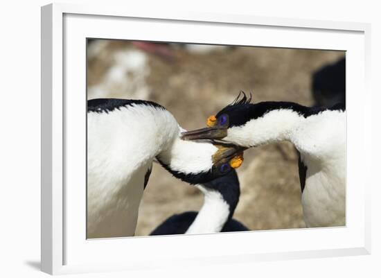 King Cormorant-Joe McDonald-Framed Photographic Print