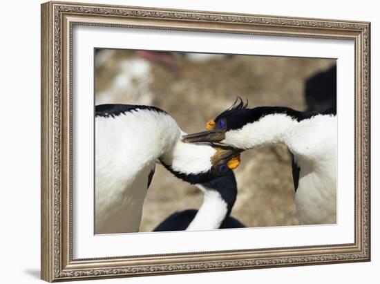 King Cormorant-Joe McDonald-Framed Photographic Print