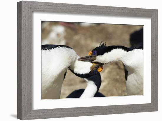 King Cormorant-Joe McDonald-Framed Photographic Print