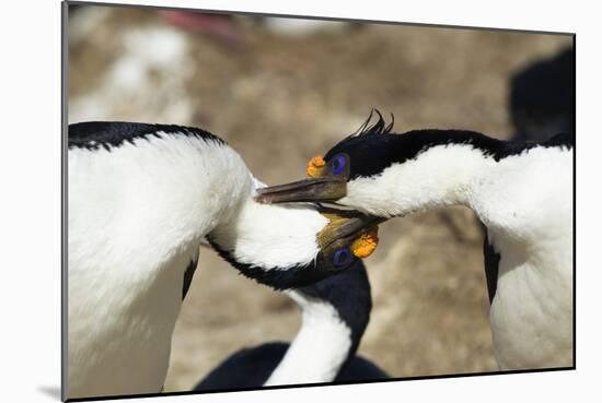 King Cormorant-Joe McDonald-Mounted Photographic Print