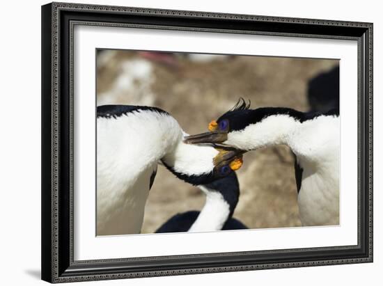 King Cormorant-Joe McDonald-Framed Photographic Print