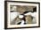 King Cormorant-Joe McDonald-Framed Photographic Print