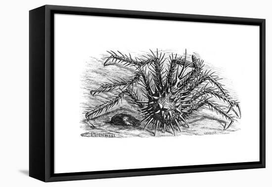 King Crab or Stone Crab Lithodes Ferox 1898-Chris Hellier-Framed Premier Image Canvas