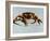 King Crab-Sydney Edmunds-Framed Giclee Print