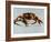 King Crab-Sydney Edmunds-Framed Giclee Print