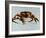 King Crab-Sydney Edmunds-Framed Giclee Print