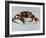 King Crab-Sydney Edmunds-Framed Giclee Print