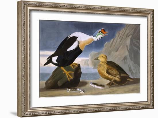 King Duck-John James Audubon-Framed Art Print