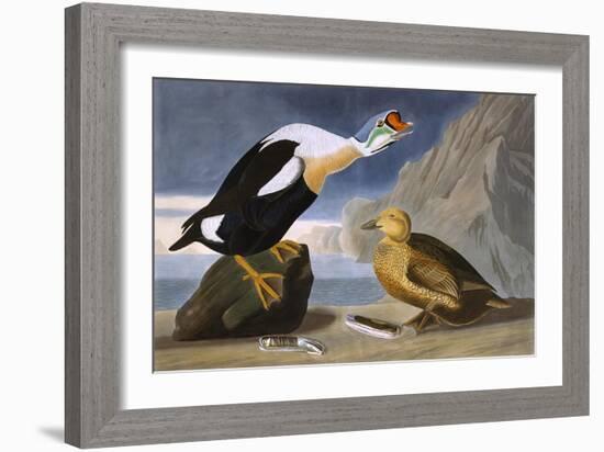 King Duck-John James Audubon-Framed Art Print