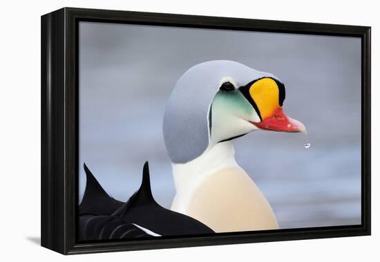 King Eider Duck (Somateria Spectabilis) Male, Batsfjord Village Harbour, Varanger Peninsula, Norway-Staffan Widstrand-Framed Premier Image Canvas