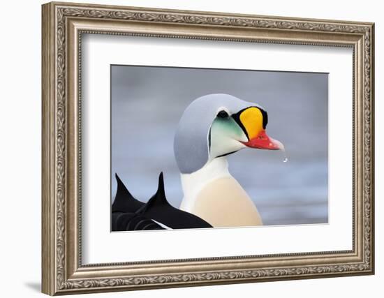 King Eider Duck (Somateria Spectabilis) Male, Batsfjord Village Harbour, Varanger Peninsula, Norway-Staffan Widstrand-Framed Photographic Print