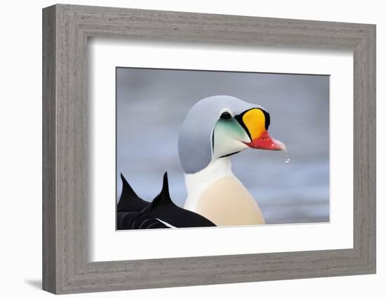 King Eider Duck (Somateria Spectabilis) Male, Batsfjord Village Harbour, Varanger Peninsula, Norway-Staffan Widstrand-Framed Photographic Print