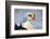 King Eider Duck (Somateria Spectabilis) Male, Batsfjord Village Harbour, Varanger Peninsula, Norway-Staffan Widstrand-Framed Photographic Print