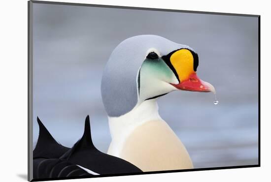 King Eider Duck (Somateria Spectabilis) Male, Batsfjord Village Harbour, Varanger Peninsula, Norway-Staffan Widstrand-Mounted Photographic Print