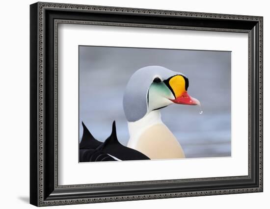 King Eider Duck (Somateria Spectabilis) Male, Batsfjord Village Harbour, Varanger Peninsula, Norway-Staffan Widstrand-Framed Photographic Print