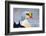 King Eider Duck (Somateria Spectabilis) Male, Batsfjord Village Harbour, Varanger Peninsula, Norway-Staffan Widstrand-Framed Photographic Print