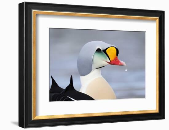 King Eider Duck (Somateria Spectabilis) Male, Batsfjord Village Harbour, Varanger Peninsula, Norway-Staffan Widstrand-Framed Photographic Print