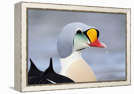 King Eider Duck (Somateria Spectabilis) Male, Batsfjord Village Harbour, Varanger Peninsula, Norway-Staffan Widstrand-Framed Premier Image Canvas