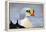 King Eider Duck (Somateria Spectabilis) Male, Batsfjord Village Harbour, Varanger Peninsula, Norway-Staffan Widstrand-Framed Premier Image Canvas