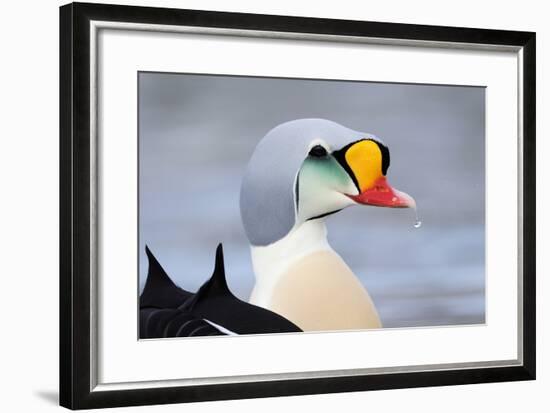 King Eider Duck (Somateria Spectabilis) Male, Batsfjord Village Harbour, Varanger Peninsula, Norway-Staffan Widstrand-Framed Photographic Print