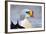 King Eider Duck (Somateria Spectabilis) Male, Batsfjord Village Harbour, Varanger Peninsula, Norway-Staffan Widstrand-Framed Photographic Print