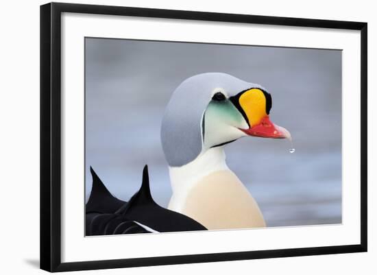 King Eider Duck (Somateria Spectabilis) Male, Batsfjord Village Harbour, Varanger Peninsula, Norway-Staffan Widstrand-Framed Photographic Print