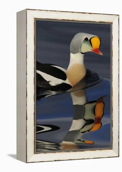 King Eider Duck (Somateria Spectabilis) Male, Batsfjord Village Harbour, Varanger Peninsula, Norway-Staffan Widstrand-Framed Premier Image Canvas