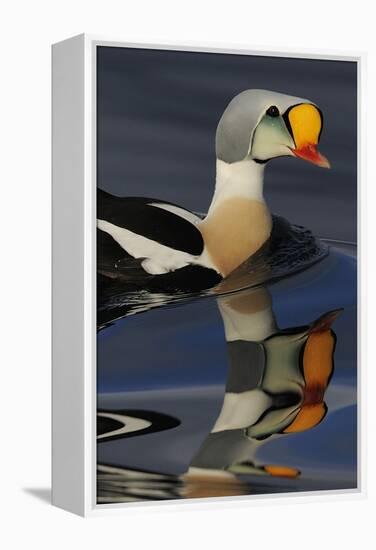 King Eider Duck (Somateria Spectabilis) Male, Batsfjord Village Harbour, Varanger Peninsula, Norway-Staffan Widstrand-Framed Premier Image Canvas