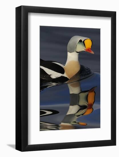 King Eider Duck (Somateria Spectabilis) Male, Batsfjord Village Harbour, Varanger Peninsula, Norway-Staffan Widstrand-Framed Photographic Print