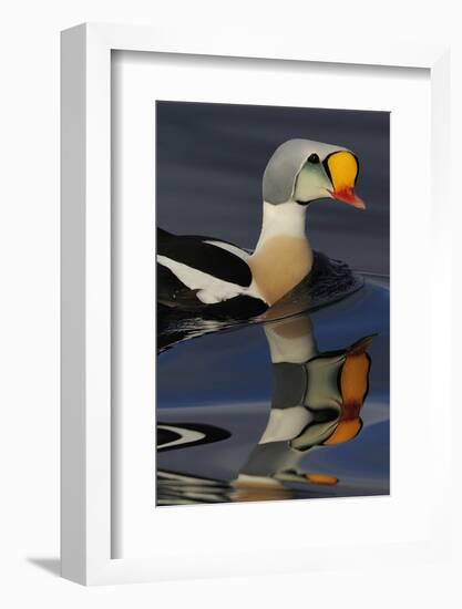 King Eider Duck (Somateria Spectabilis) Male, Batsfjord Village Harbour, Varanger Peninsula, Norway-Staffan Widstrand-Framed Photographic Print