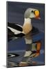 King Eider Duck (Somateria Spectabilis) Male, Batsfjord Village Harbour, Varanger Peninsula, Norway-Staffan Widstrand-Mounted Photographic Print