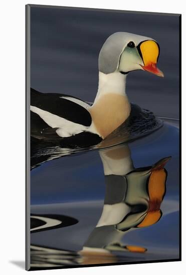King Eider Duck (Somateria Spectabilis) Male, Batsfjord Village Harbour, Varanger Peninsula, Norway-Staffan Widstrand-Mounted Photographic Print